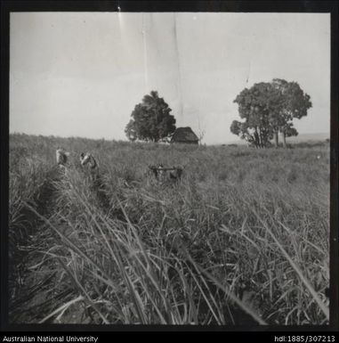 Using bullocks to plough field