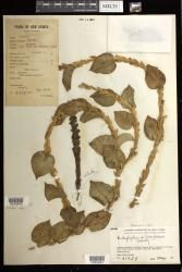 Calanthe indet