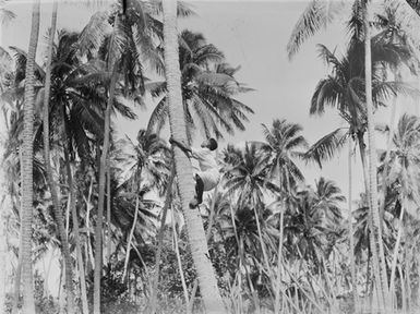 [A Polynesian boy climbing a coconut palm]