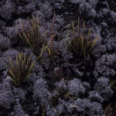[Unidentified species of ferns on Saddle Road, United States]