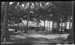 House and coconut trees, Vella Lavella