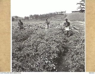 12 MILE, LALOKI RIVER, NEW GUINEA. 1943-11-15. NATIVE LABOURERS SPRAYING TOMATOES ON THE FARM OF THE 3RD AUSTRALIAN FARM COMPANY, AUSTRALIAN ARMY SERVICE CORPS