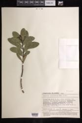 Euphorbia clusiifolia