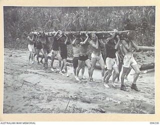 SOUTH BOUGAINVILLE. 1945-07-20. ENGINEERS OF 11 FIELD COMPANY, ROYAL AUSTRALIAN ENGINEERS, MANHANDLING A LOG FOR THE CONSTRUCTION OF A FLYING FOX TO GET SUPPLIES ACROSS THE FLOODED MOBIAI RIVER. ..