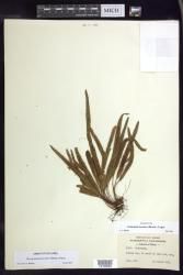 Oreogrammitis hookeri