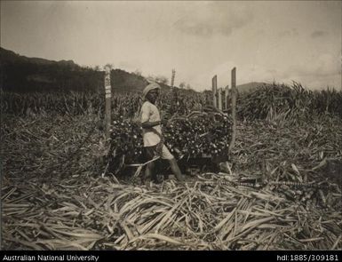 Harvesting Badila cane