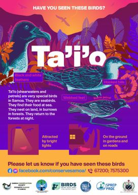Have You Seen These Birds? Ta'i'o