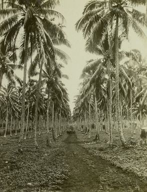 Samoa, coconut planting