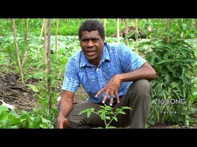 Bok Choy - Edible leaves of the Pacific