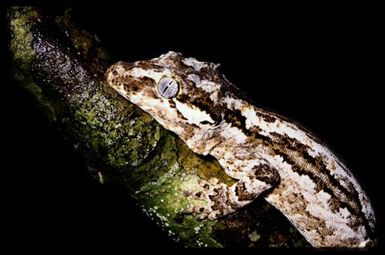 Rhacodactylus auriculatus