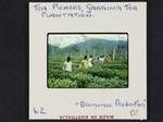 Tea picking, Garaina Tea Plantation