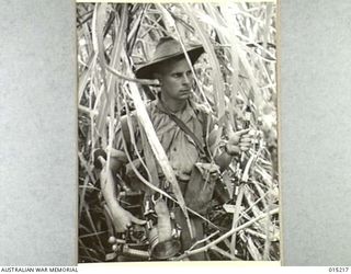 Wau-Mubo area. VX106355 Private Thomas Keith McLeod of Mallacoota, Vic, advances through thick jungle undergrowth with a patrol along the Mubo track. (Negative by G Short)