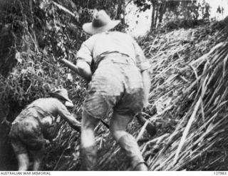 ORODUBI, NEW GUINEA. 1943-07-29. MEMBERS OF 2/3RD AUSTRALIAN INDEPENDENT COMPANY MOVE CAUTIOUSLY FORWARD WHILE UNDER FIRE DURING THE ATTACK ON "TIMBERED KNOLL". (FILM STILL)