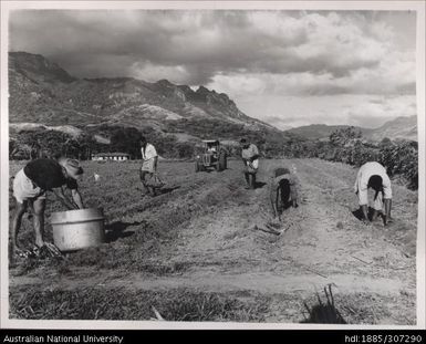 Farmers planting cane