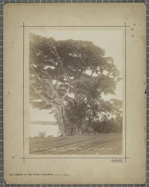 Banyan Tree, Mua, Tonga Tabu [Tapu]