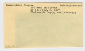 [Balanophora fungosa in New Caledonia, envelope IE41-166]