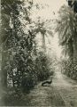 Peacock in lane