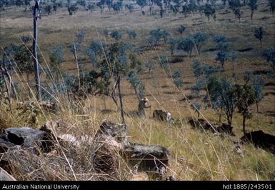 Woman hunting for echidna