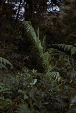 [Cyathea fern tree at Sarawaget Range, Papua New Guinea]