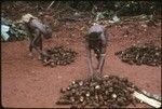 Taro in piles for a feast