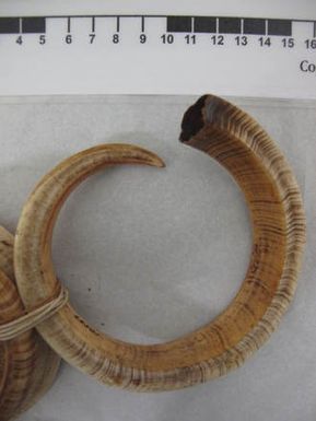 tusk, boar