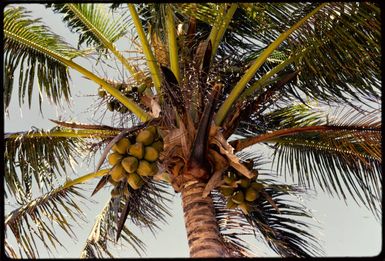 Coconuts, Fiji, 1971