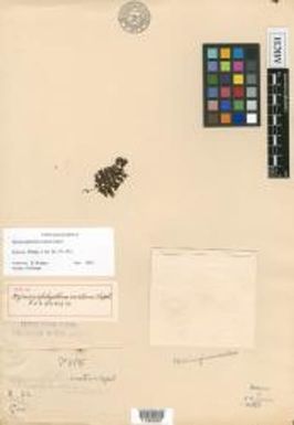 Hymenophyllum ovatum