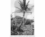 Palm tree showing damage from the atomic blasts, Lujor Island, Enewetak Atoll, Summer 1949