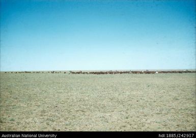 Cattle on the Tablelands