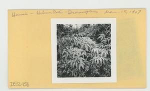 [Dicranopteris in Hawaii, envelope IE32-258]