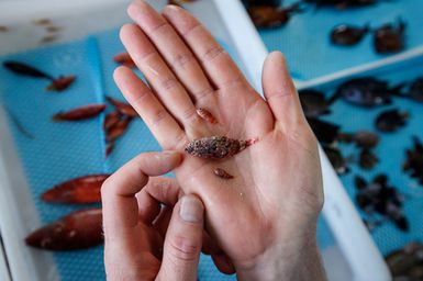 Reef fish being sorted after a Rotenone Station during the 2017 South West Pacific Expedition.