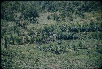 House with kau-kau (sweet potato) garden : Wahgi Valley, Papua New Guinea, 1954 / Terence and Margaret Spencer