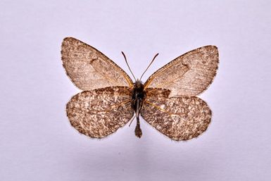 ["Oeneis (Oeneis) melissa lucilla Barnes and McDunnough, 1918 - mascul"]