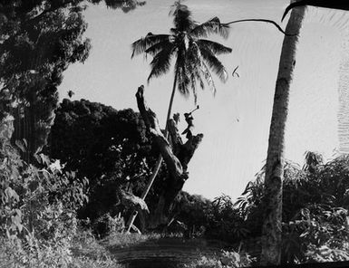 [Pacific Island boy chopping a section of a tree]