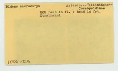 [Bidens macrocarpa in Hawaii, envelope IE06-213]