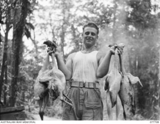 BOUGAINVILLE ISLAND. 1944-12-24. QX59207 SERGEANT R.F. COURTNEY, COOK, 9TH INFANTRY BATTALION DISPLAYS SOME TURKEYS TO BE COOKED FOR THE UNIT CHRISTMAS DINNER