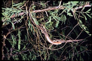 Skink sp.