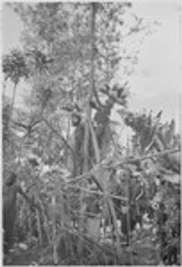 Pig festival, uprooting cordyline ritual: decorated men, including two on framework in tree, observe allies approach