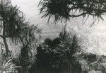 Pandanus or ' fara ' in Tahitian, at the edge of the water