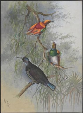 Magnificent Bird of paradise and King Bird of paradise hybrid above two other birds, Papua New Guinea, 1917 / Ellis Rowan