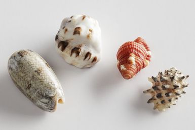 domestic and shellfish shells