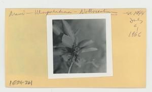 [Nothocestrum in Hawaii, envelope IE24-261]