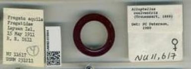 coniventris