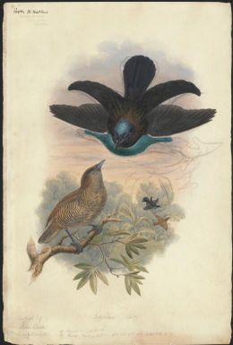 Lophorina sp.?, original by John Gould unpublished [William Matthew Hart]