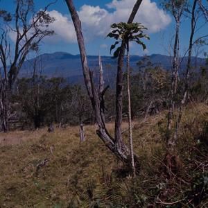 [Delissea undulata from Pu’ulehua, United States]