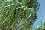 Fala (pandanus) with edible fruit