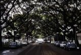 French Polynesia, tree-lined street in Papeete