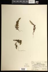 Hymenophyllum foersteri