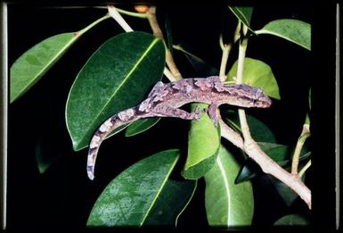 Gecko sp.