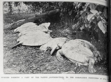 Turtles forming a part of the native contributions to the coronation festivities at Suva